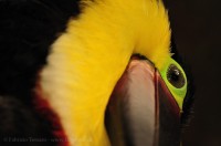 Birds photo