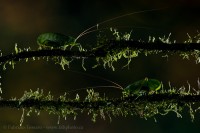 INVERTEBRATES photo