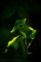rainforest, plant life, costa rica photo