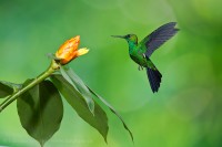 Bajos del Toro,Costa Rica,green crowned brilliant photo