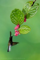 black bellied hummingbird,costa rica photo