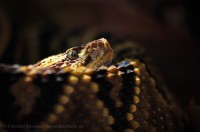 NEO TROPICAL RATTLESNAKE