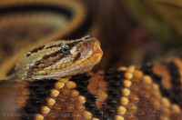 NEO TROPICAL RATTLE SNAKE