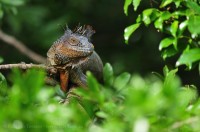 GREEN IGUANA