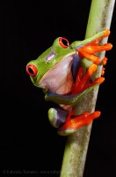 RED EYED TREE FROG