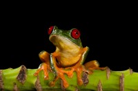 RED EYED TREE FROG