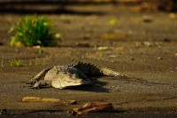 AMERICAN ALLIGATOR