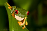 RED EYED TREE FROG