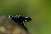GREEN and BLACK POISON FROG