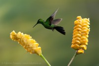 GREEN CROWNED BRILLIANT