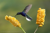 VIOLET SABREWING at RATTLE SNAKE PLANT