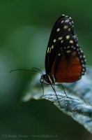 PASSION FLOWER BUTTERFLY