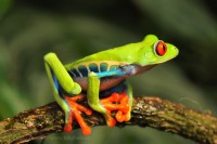 RED EYED TREE FROG