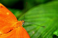 DRYAS JULIA BUTTERFLY