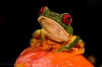 RED EYED TREE FROG