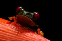 RED EYED TREE FROG