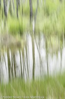 Tree Impression