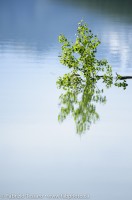 Medicine Lake Reflection