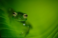 EMERALD GLASS FROG