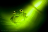 EMERALD GLASS FROG