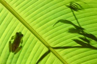 EMERALD GLASS FROG