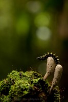 RAINFOREST CATERPILLAR