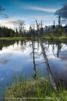Reflecting Pools
