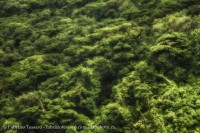 Rainforest Canopy