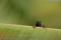 ROCKET FROG 