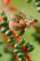 EYELASH VIPER