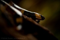 CENTRAL AMERICAN CORAL SNAKE