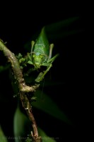 KATYDID