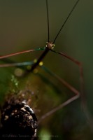 WALKING STICK