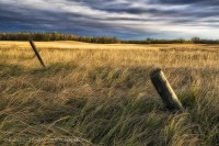 Alberta Prairie