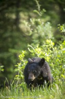 Black Bear Cub