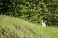 Coyote