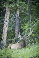 Resting Elk