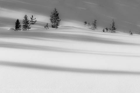 SHADOWS and TREES