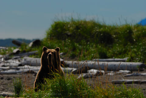 BROWN BEAR