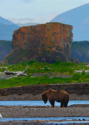 BROWN BEAR