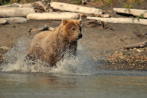 BROWN BEAR