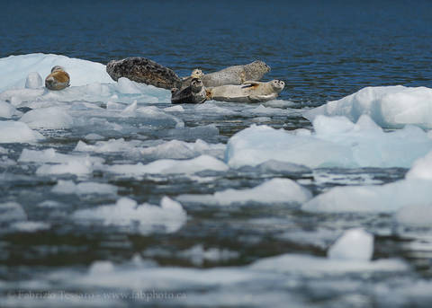 HARBOUR SEALS on ICE