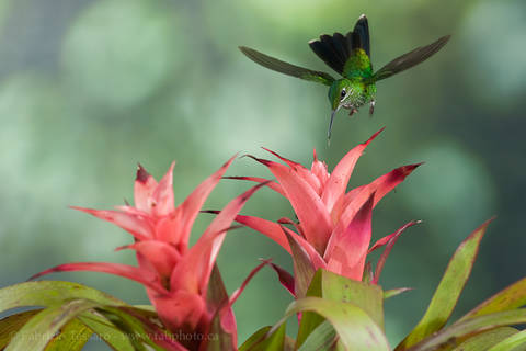 GREEN CROWNED BRILLIANT at BROMELIAD