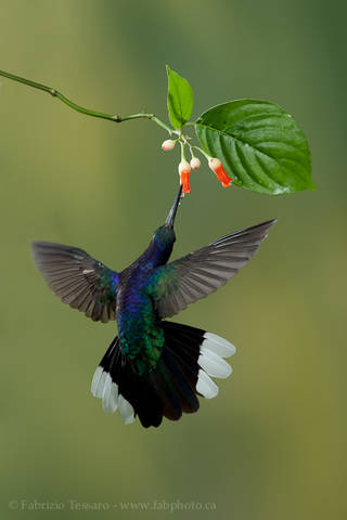 VIOLET SABREWING at ERICACEAE FLOWER