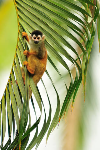 MAMMALS