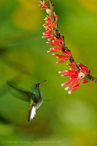 COPPERY HEADED EMERALD at ERICACEAE