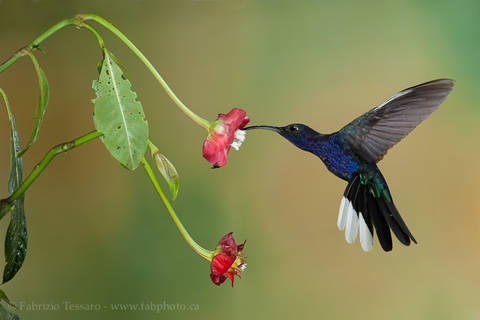 VIOLET SABREWING at HOT LIPS FLOWER