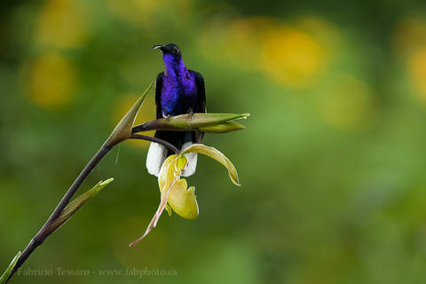 VIOLET SABREWING PERCHED on ORCHID 