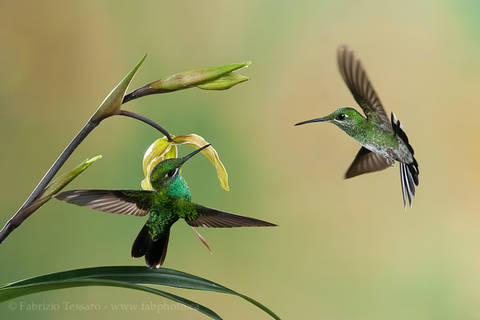 GREEN CROWNED BRILLIANTS at ORCHID