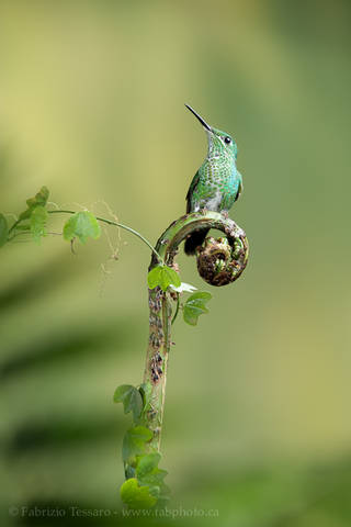 GREEN CROWNED BRILLIANT on FIDDLEHEAD